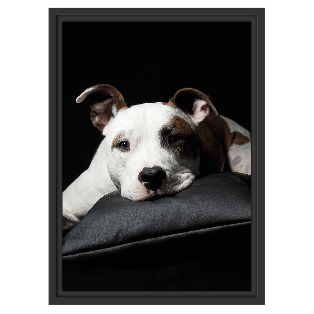 Gerahmtes Wandbild Dark Süßer American Staffordshire