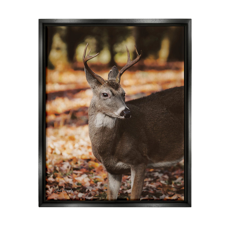 «Deer In Fall Foliage» par Dakota Diener, H 21 po x l 17 po x P 1,7 po, Cadre flottant noir de jais