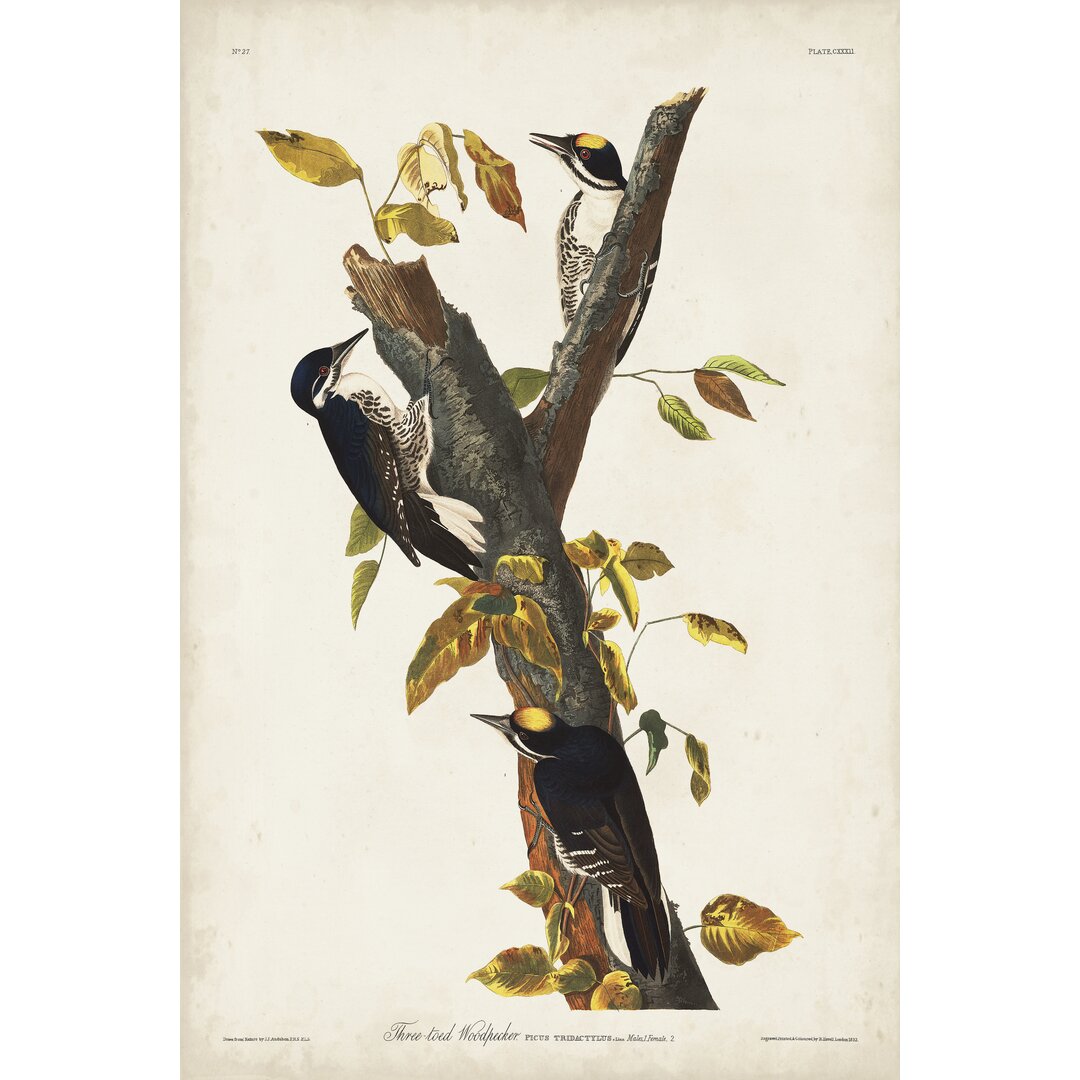 Gerahmtes Holzbild Pl. 132 Three-Toed Woodpecker von John Audubon