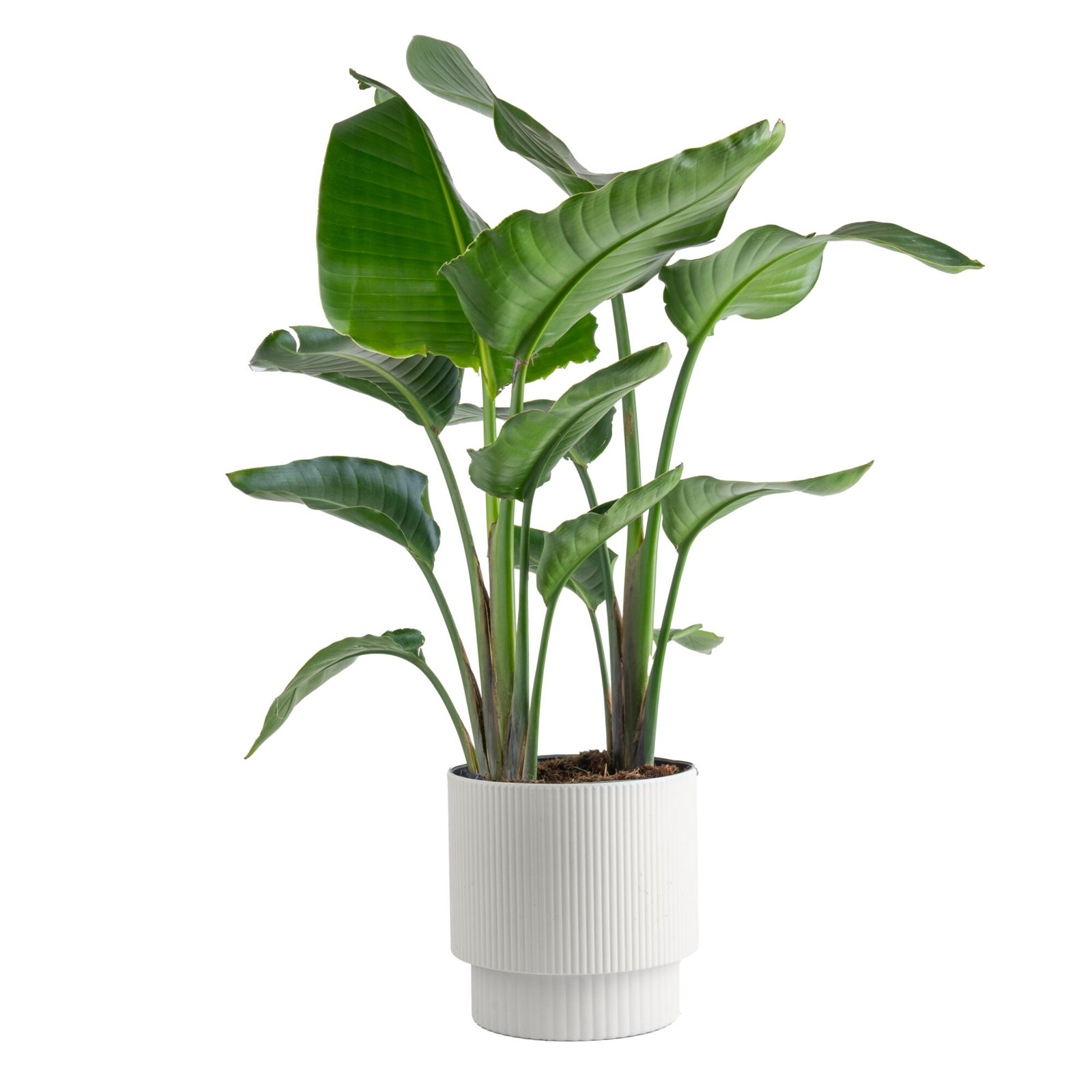 Costa Farms Indoor White Bird of Paradise House Plant in 10-inch Décor Pot, White