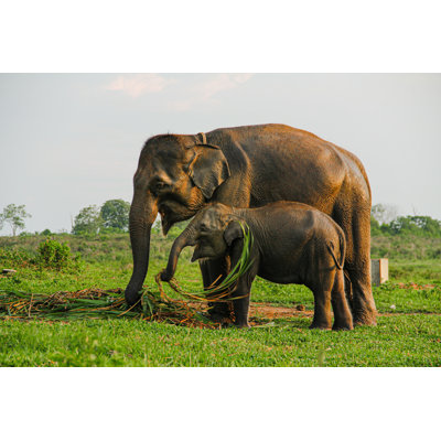 " Elephant " by Marjorie Li