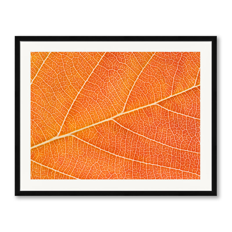 Autumn Leaf Print by Philippe Monthoux, Black Framed Paper, 24" H x 30" W