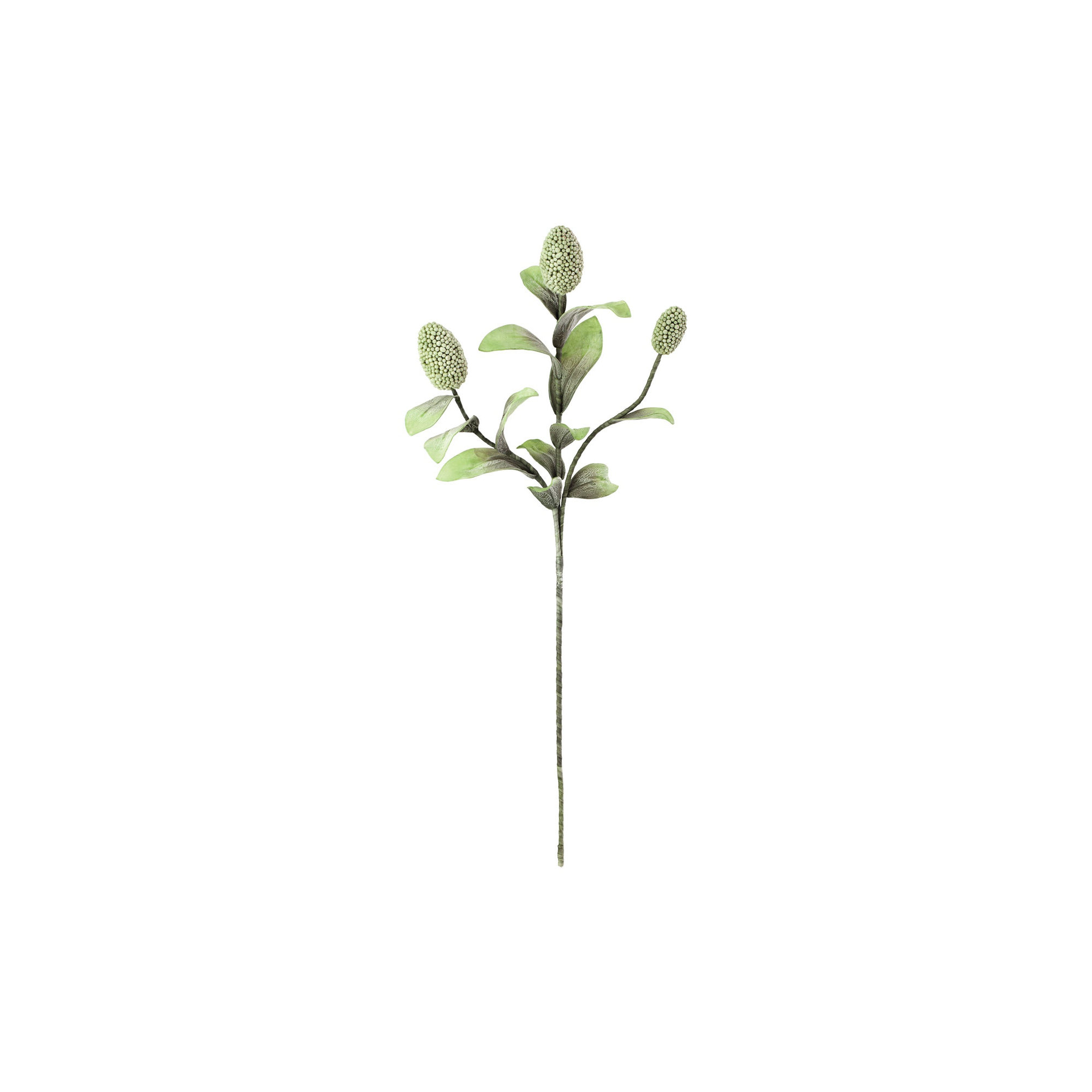 Salacia Botanica Stem