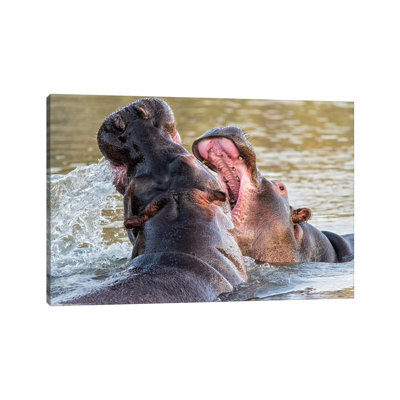 Hippos by MScottPhotography - Wrapped Canvas Gallery-Wrapped Canvas Giclée
