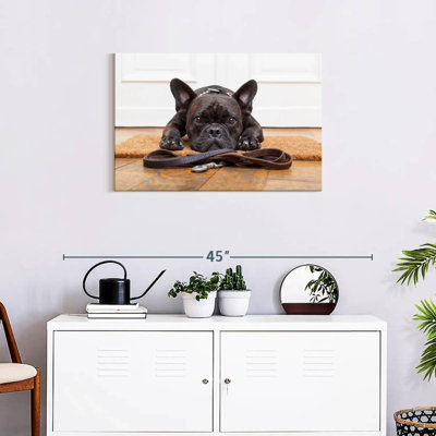 French Bulldog Waiting