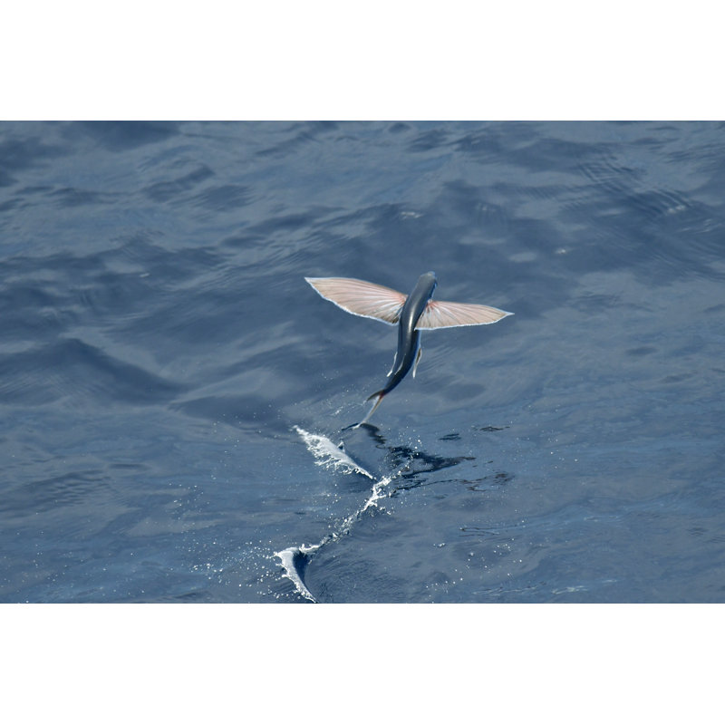 Flying Fish Species by AGAMI Stock - Wrapped Canvas Print, 81cm H x 122cm W