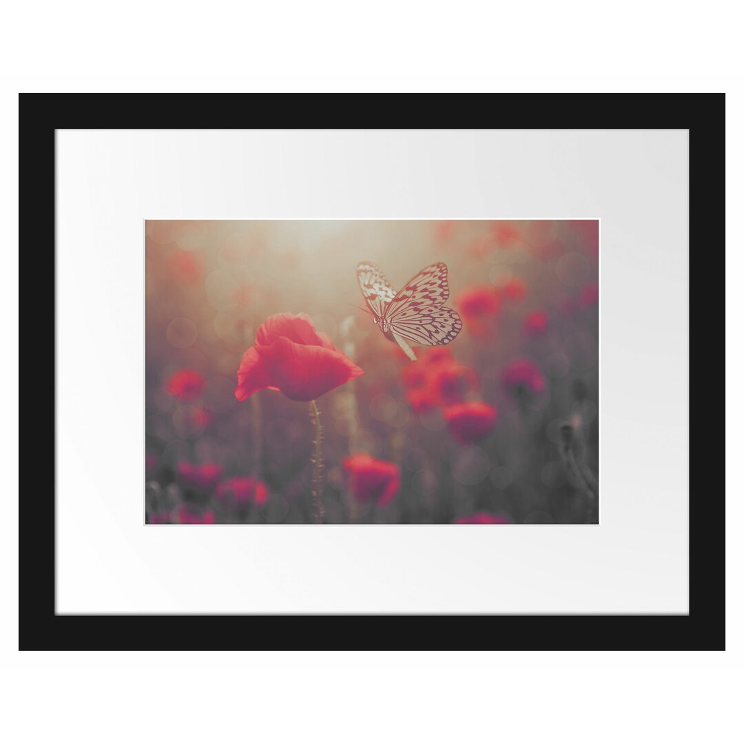 Gerahmtes Poster Mohn und Schmetterling