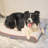 Orthopedic Suede Pet Bed-59398874