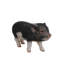 Statue porc pour bébé debout-16443392