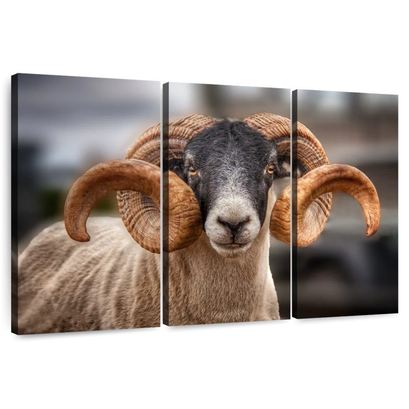 Brampt Scottish Blackface Ram, 48" H x 74" W