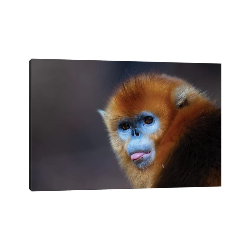 Golden Snub-Nosed Monkey by Mogens Trolle - Wrapped Canvas Print, 20.32 cm H x 30.48 cm W