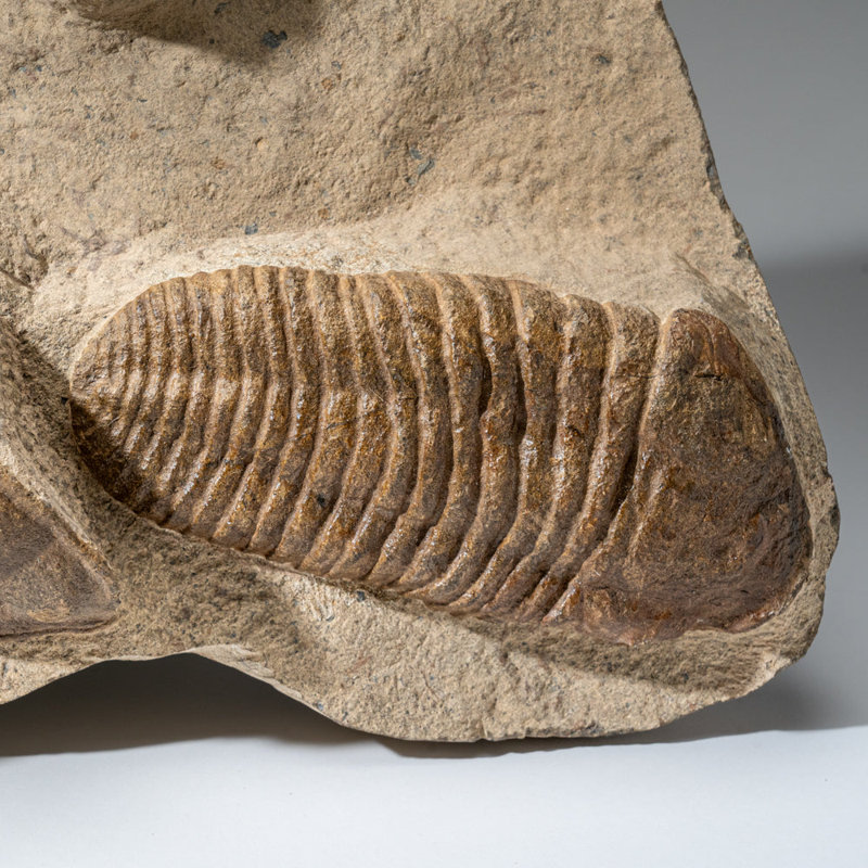 Genuine Cluster Trilobite (Ptychopariida) Fossil On Matrix