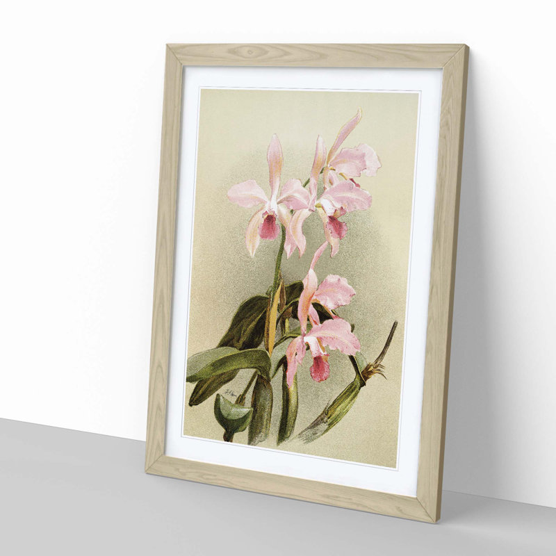 Magnolia Flowers Illustration Tab. 85 by Frederick Sander - Framed Print, Oak, 76cm H x 50cm W x 2cm D
