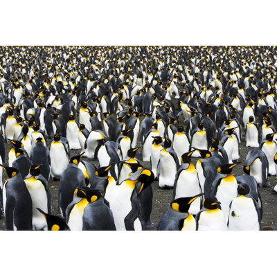 King Penguin Colony by Mlenny
