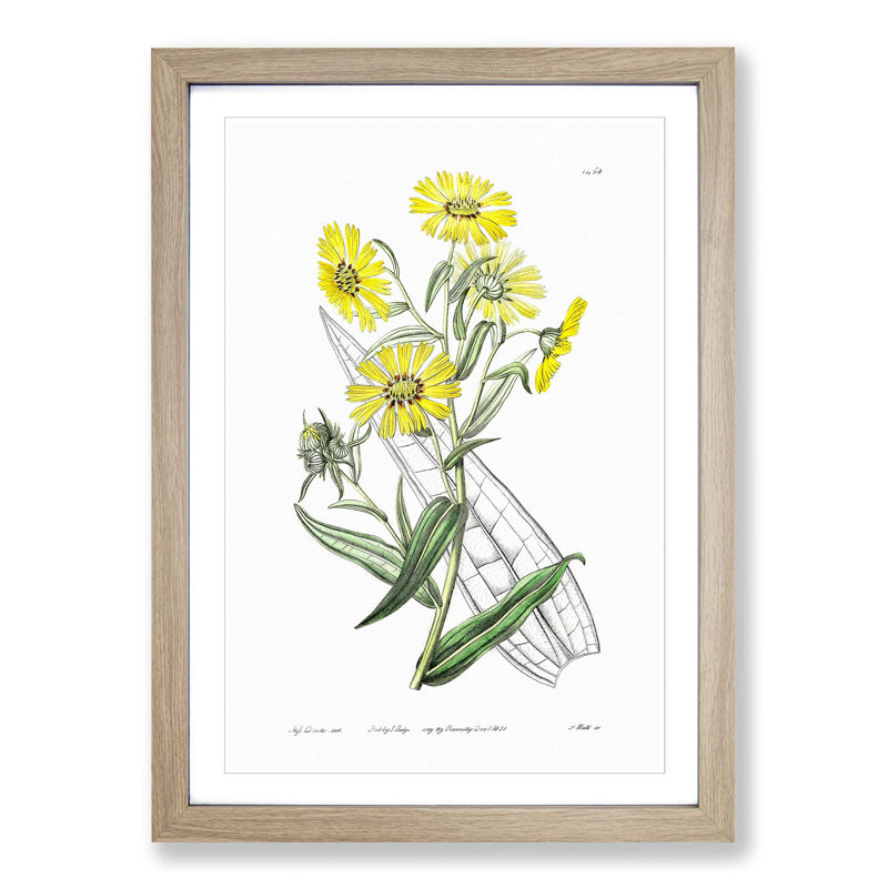 Yellow Daisies - Picture Frame Painting Print, 65cm H x 48cm W x 2cm D, Oak Framed