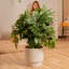 Lacy Tree, Selloum in Mid-Century Modern Planter