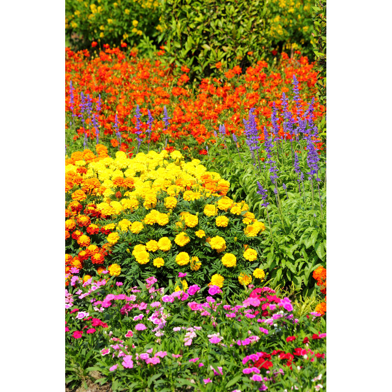 Flower Garden - Wrapped Canvas Print, 122cm H x 81cm W