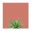 Décoration murale d'extérieur Succulent Simplicity I Coral-203969010