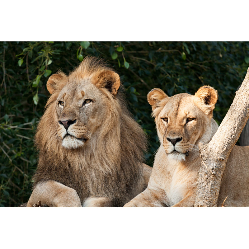 Lion Couple by Rusm, 8" H x 12" W