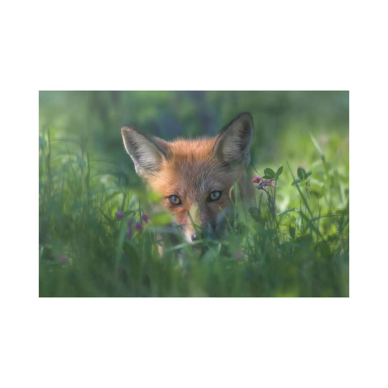 Red Fox by Larry Deng - Wrapped Canvas Print, 101.6 cm H x 66.04 cm W x 3.175 cm D