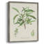 Antique Ammond Botanical III, reproduction encadrée - bois massif-1395371337