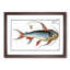 Saltwater Catfish by M.E. Bloch - Picture Frame Painting Print-55613374-55613375