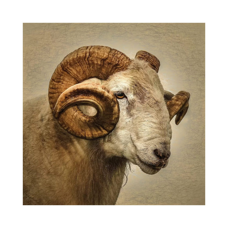 Ram by Mark Gemmell - Wrapped Canvas Print, 30.48 cm H x 30.48 cm W