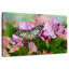 Papillon zébré malais Brampt-108907019