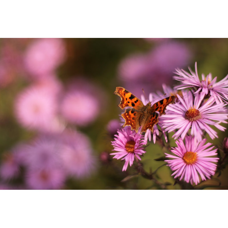 Elvert Butterfly par Naomidiazosborn, H 32 po x l 48 po
