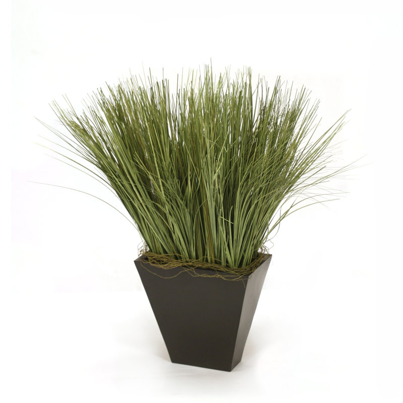 Herbe d'oignon en pot 22 po