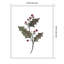 «Decembre houx» par Amanda Cook, reproduction d'art sur toile encadrée-337277985