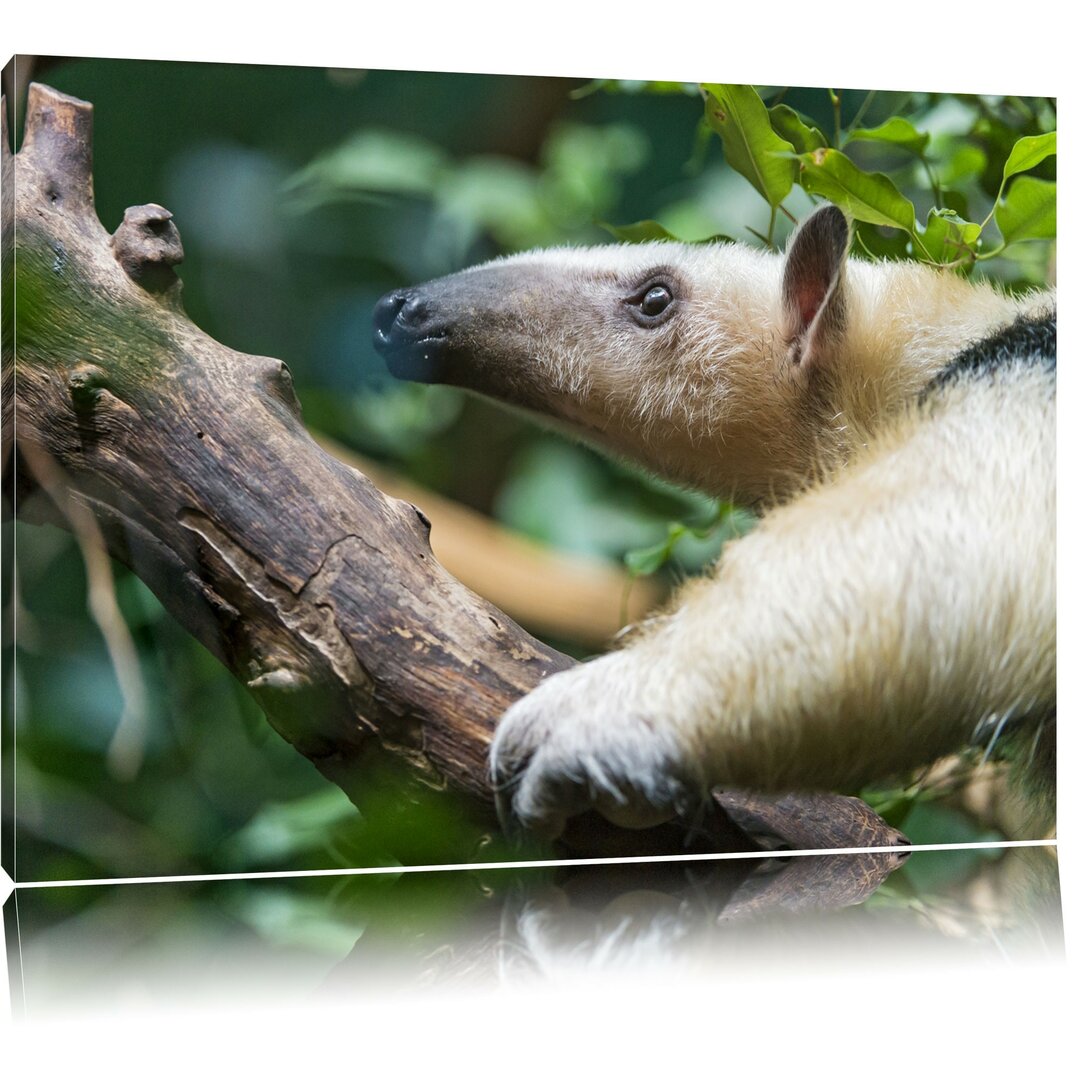 Leinwandbild Nasenbär auf Ast