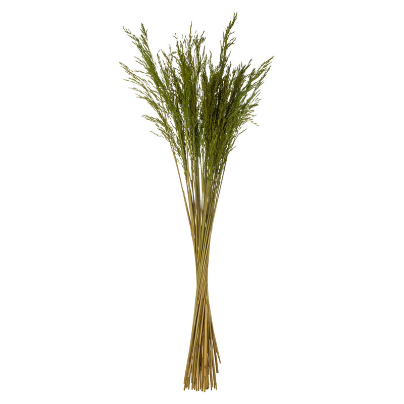 Congo Grass, Green