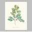 Herb Garden VI Print by Sara Brown-26774334-26774335