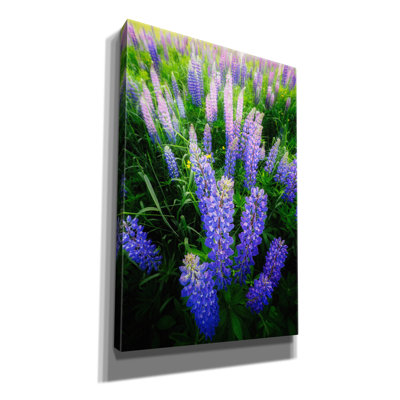 'Lupines' by Rick Berk Canvas Wall Art