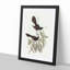 Black Fantailed Flycatcher Birds by Elizabeth Gould - Picture Frame Art Print-55512559-55512558