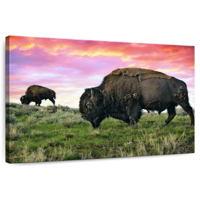 Bison et bison Brampt