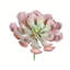 Tige de plantes succulentes artificielles