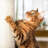 PETMAKER Cat Hammock with Scratching Posts-126451600