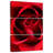 Harnek, gros plan, vue, rose rouge