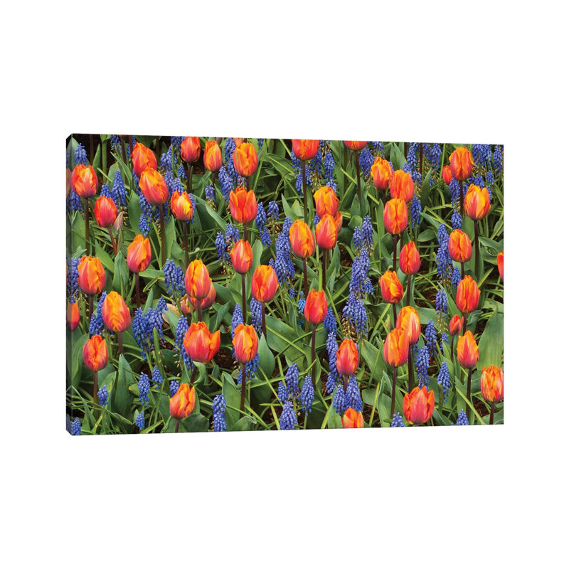 Tulip And Grape Hyacinth Flowers, Skagit Valley, Washington 1 Piece Wrapped Canvas Wall Art, 20.32 cm H x 30.48 cm W