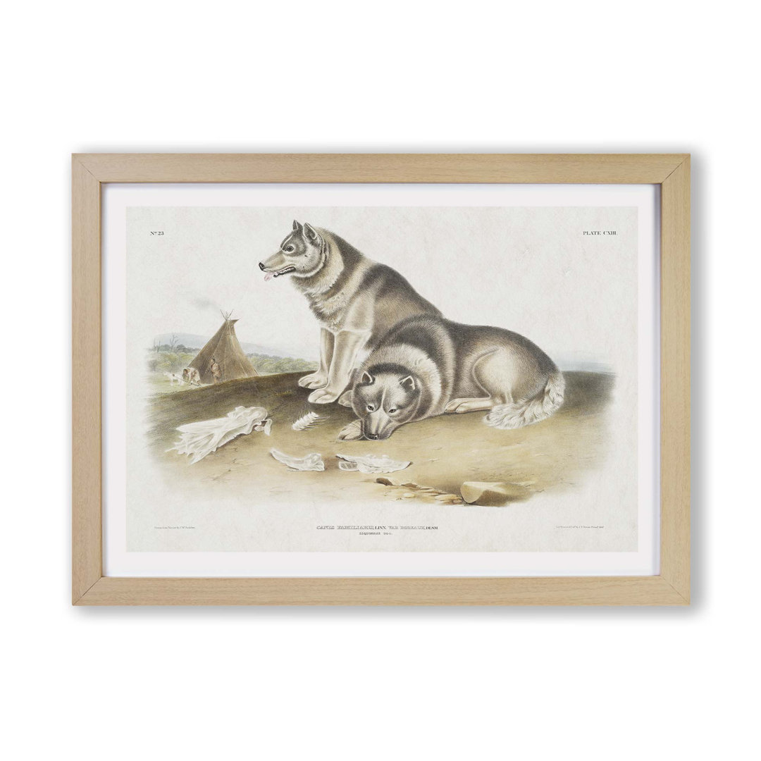 Eskimo Dog by J.W. Audubon - Framed Print