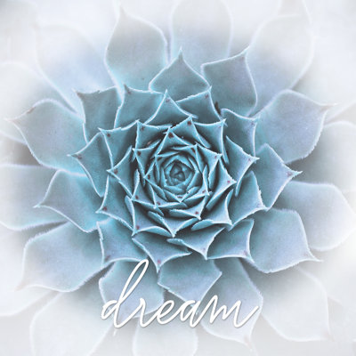 Dream Subtle Succulent - Wrapped Canvas Print
