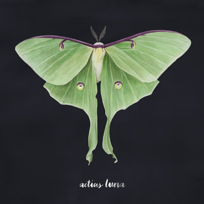 Luna Moth II by Grace Popp - Wrapped Canvas Print