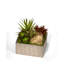Succulent in Metal Planter