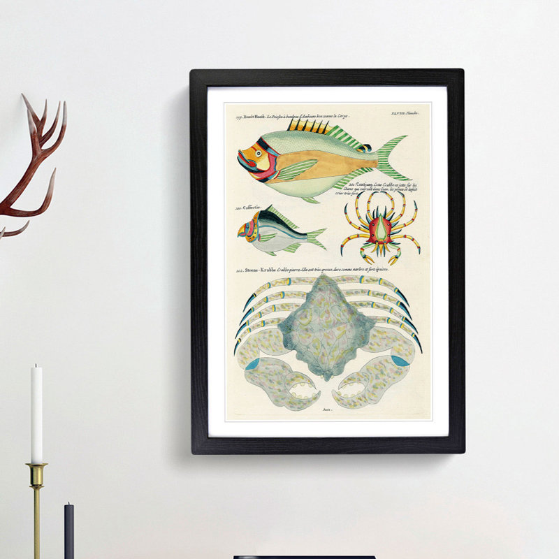 East Indies Fish & Crab Illustrations XLVIII by Louis Renard - Picture Frame Painting Print, 48cm H x 36cm W x 2cm D
