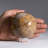 Genuine Polished Ocean Jasper Sphere (1.5 Lbs)