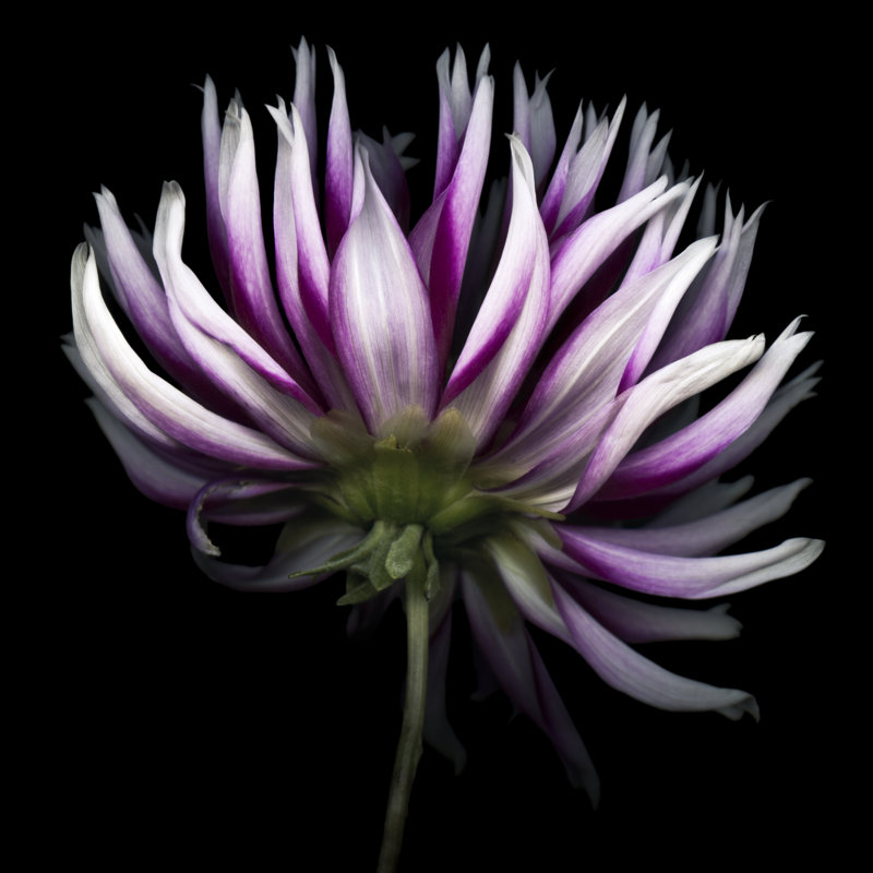 Purple Dahlia - Wrapped Canvas Print, 76cm H x 76cm W x 3.8cm D