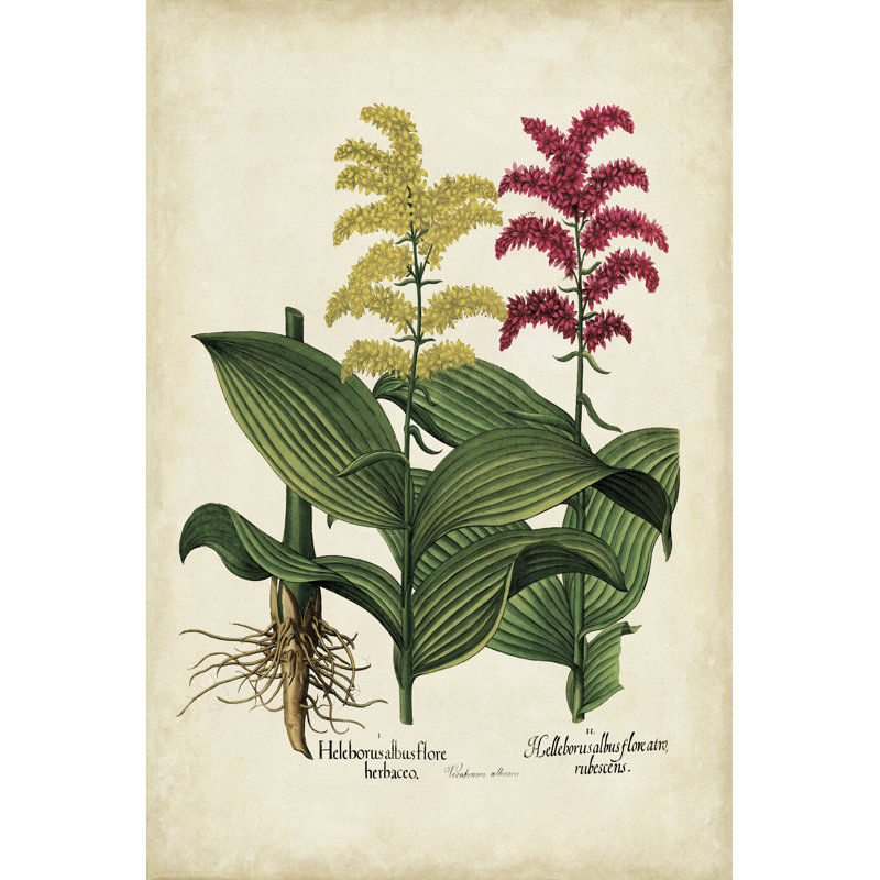 Besler Florilegium II by Basilius Besler - Wrapped Canvas Painting, 122cm H x 81cm W