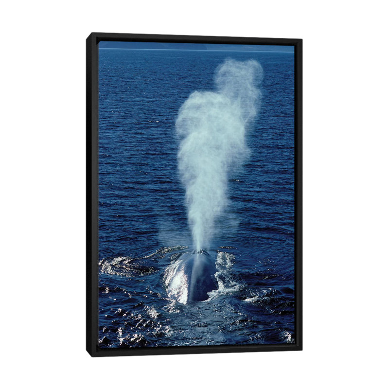 « blue baleine », toile photo imprimée, H 26 po x l 18 po x P 1,5 po, Toile avec cadre noir, Pas de tapis